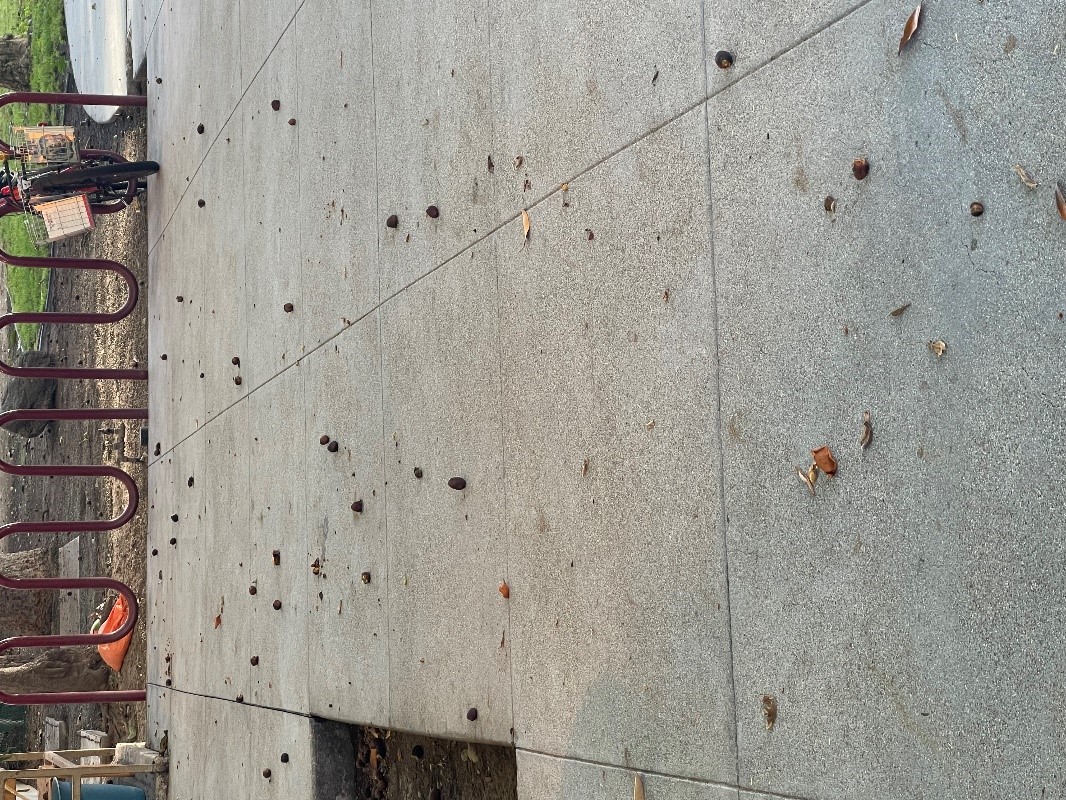 Ficus Tree fruit droppings on the Library's east patio