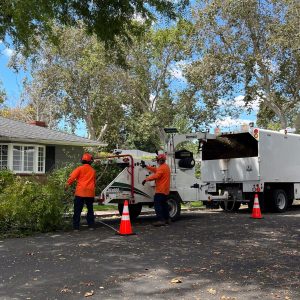 Tropical Storm Cleanup