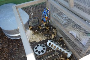 Zoo helped wild life during Tropical Storm