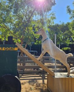 A goat stands on a platform in front of trees on a sunny day.