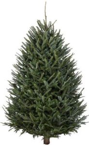 Christmas Tree Recycling Dec 26 - Jan 12