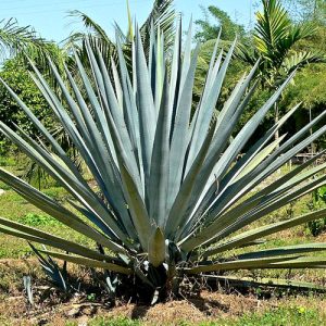 Agave plant