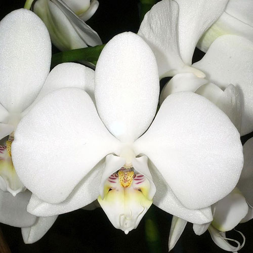 Phalaenopsis Orchid (Phalaenopsis Amabilis)