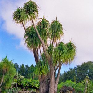 Ponytail Palm