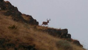 Deer in Sherman County