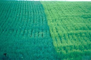 Rows of wheat and barley (right)