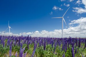 Wind turbine and lupine wildflowers