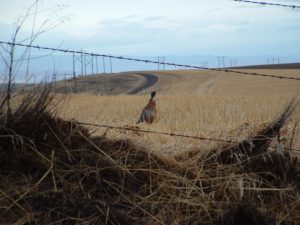 Sherman County Game Birds