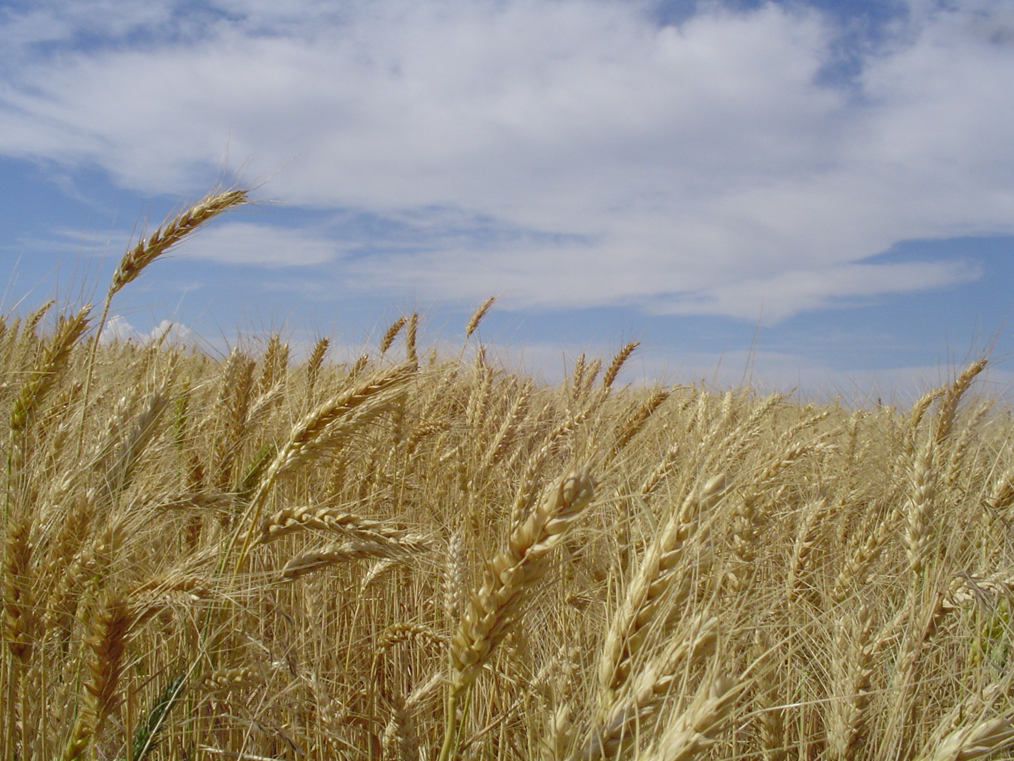 Wheat field