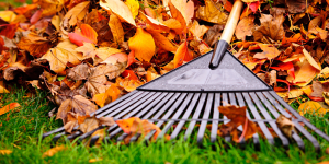 a rake and fallen leaves