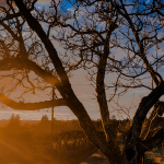 A cropped version of the 2024 Earth Day Photo Contest Winning Photograph of the sun setting and emitting rays of light through clouds onto a vineyard and tree in the foreground.