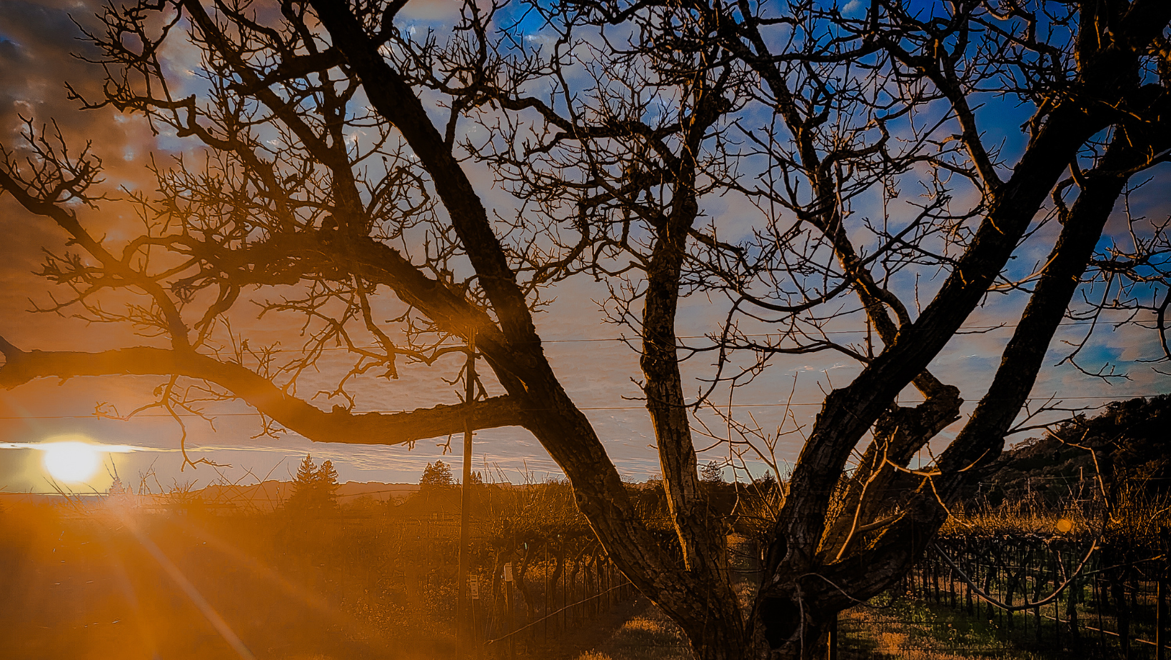 A cropped version of the 2024 Earth Day Photo Contest Winning Photograph of the sun setting and emitting rays of light through clouds onto a vineyard and tree in the foreground.