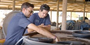 Two men observing a barrel of fermenting wine.