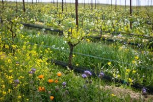 Grape vines just beginning to leaf out surrounded by wildflowers.