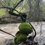 Agua Caliente Tangled Tranquility, Debra Garber, 21+