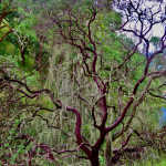 Beautiful Manzanita Tree With Spanish Moss, Stacey Cook, 21+