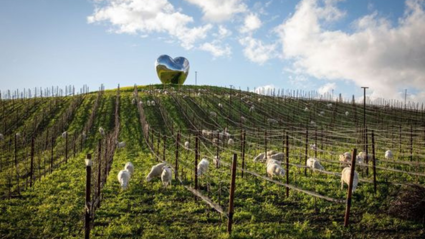 Vineyards on a hill with sheep grazing between the rows and a large mirrored sculpture of a heart at the top of the hill.