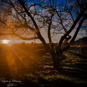A photograph of the sun setting and emitting rays of light through clouds onto a vineyard and tree in the foreground.