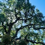 Luminous Valley Oak, Caryl Englehorn, 21+