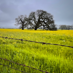 Oak Tree And Wild Mustard, Ron Bowman, 21+