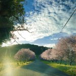 Quarry Lake Winery Cherry Tree Driveway, Steven Biasca, 21+