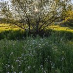 Spring Sunsets, Shelly Haley