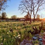 Trees Tiptoeing Through the Tulips, Aron Parker