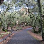 Under The Oaks At Jack London Park, Donna Dambach, 21+