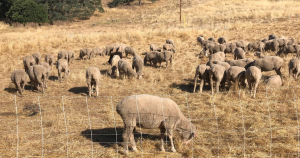 A flock of sheep grazing on dry grass on a hillside.