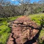 Photo of a worn trail path
