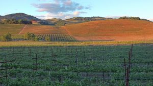 Panorama Sonoma Valley