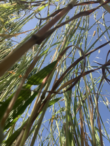 Tall Grasses