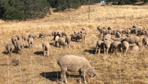 Sheep Grazing at Montini Preserve