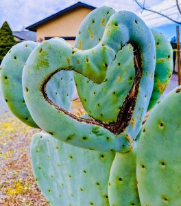 Sign of Life, Heart of Sonoma