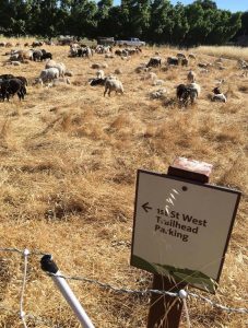 Sheep Grazing at Montini Preserve