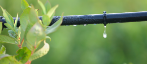 Drip Irrigation