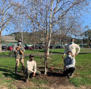 Sonoma Ecology Center restoration team began restoring the wetland plants and trees in the project area