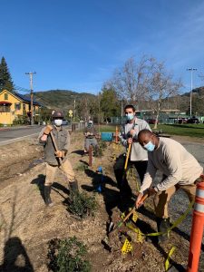 Sonoma Ecology Center restoration team began restoring the wetland plants and trees in the project area