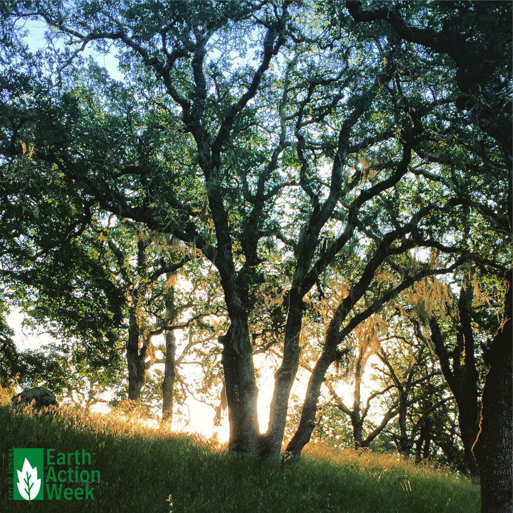 Trees on Overlook Trail