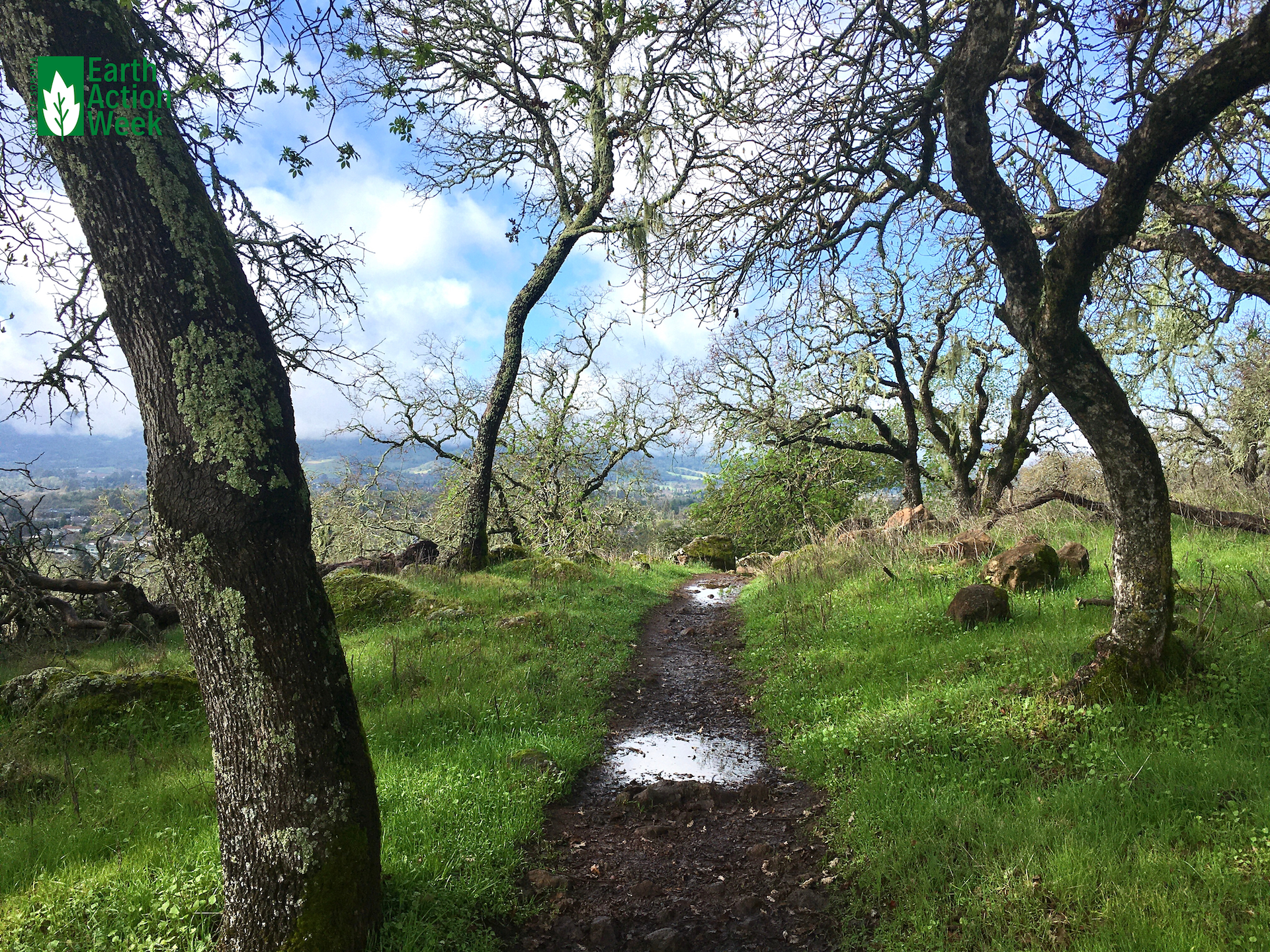 "Dreamlike Trail" by Julia L.