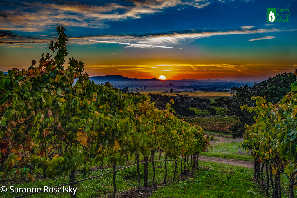 SaranneR_SunriseInSonoma