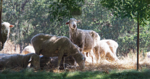 Grazing on Montini Preserve