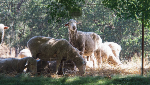 Grazing on Montini Preserve