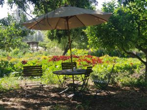 Scene from Sonoma Garden Park