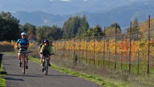 Bike trail through vineyards