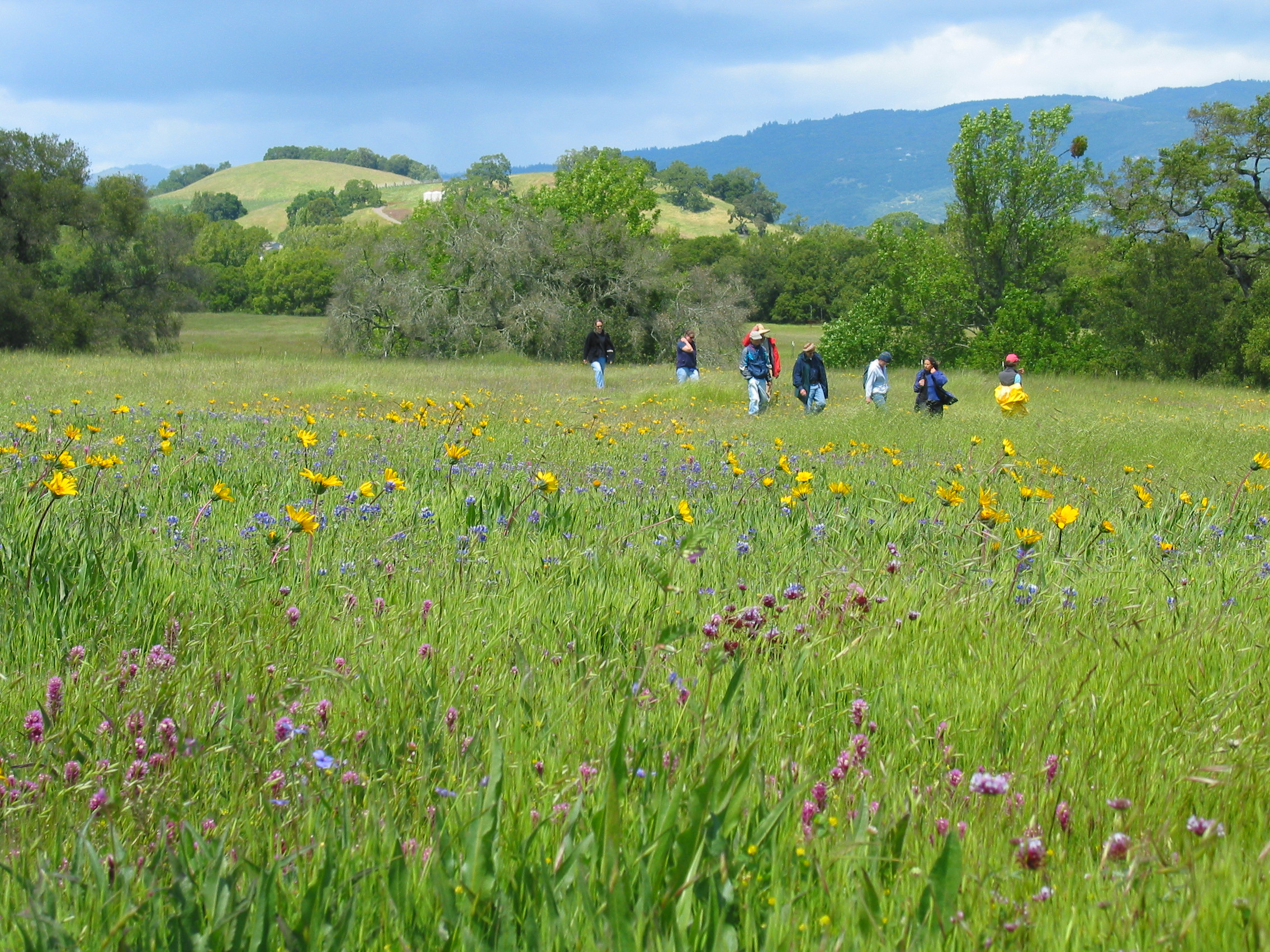 Group walking through field of wildflowers.