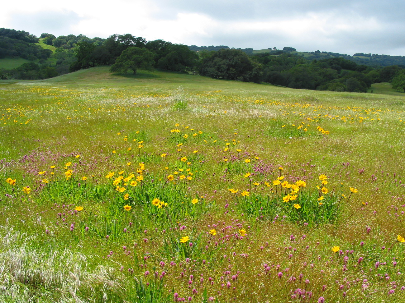 Meadow with colorful wildflowers.