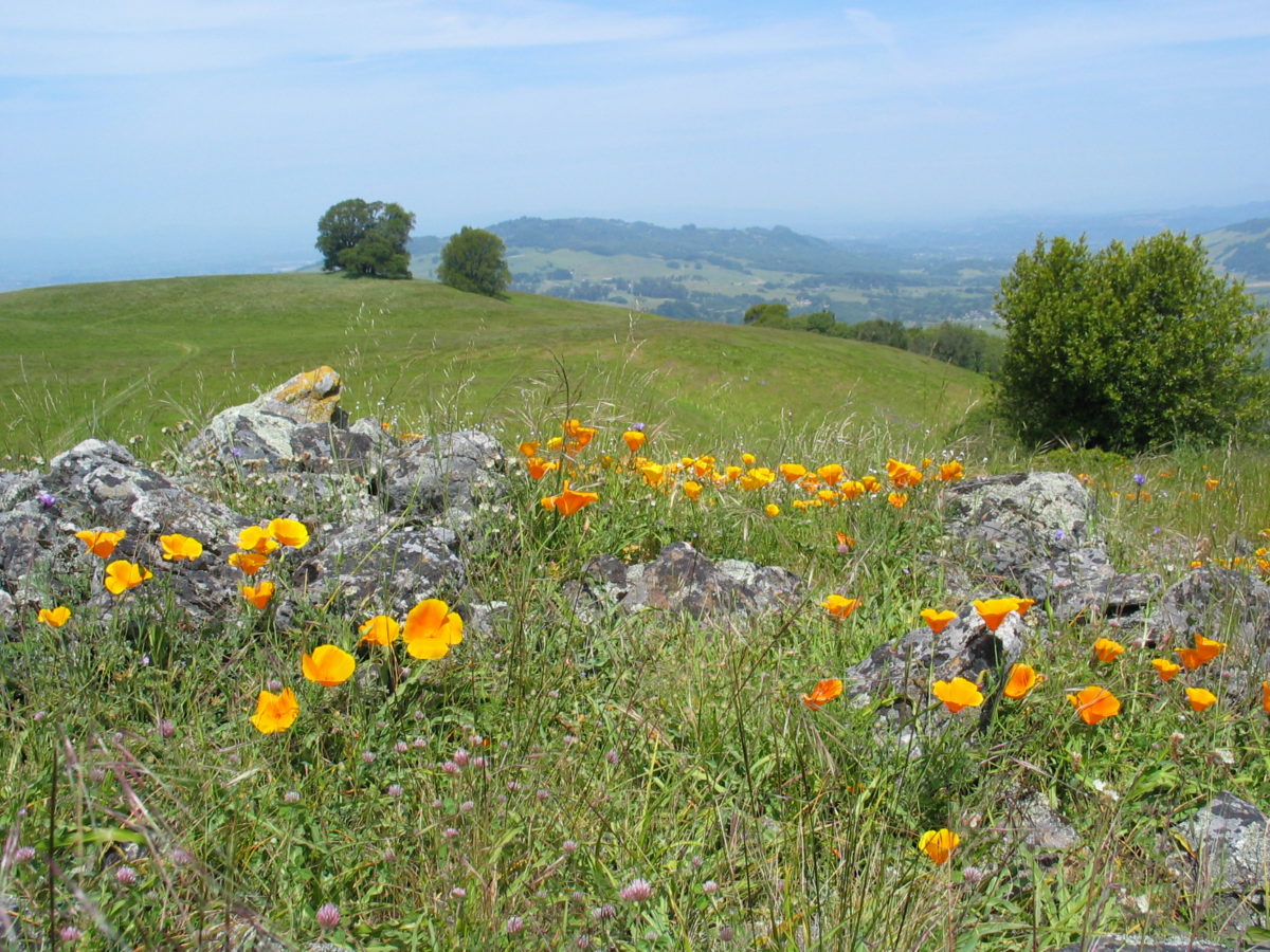 Field with poppies overlooking view of hills.