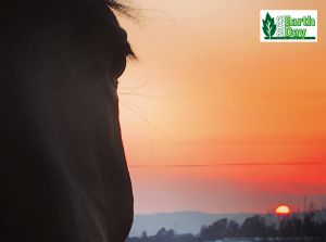 Photo of horse with sunset in the background.