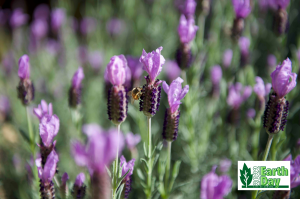 Photo of lavender flowers with bee.